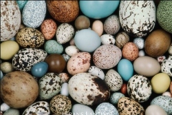 Fundraising Page Image