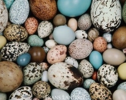 Fundraising Page Image